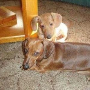 Meet your Posher, Anne